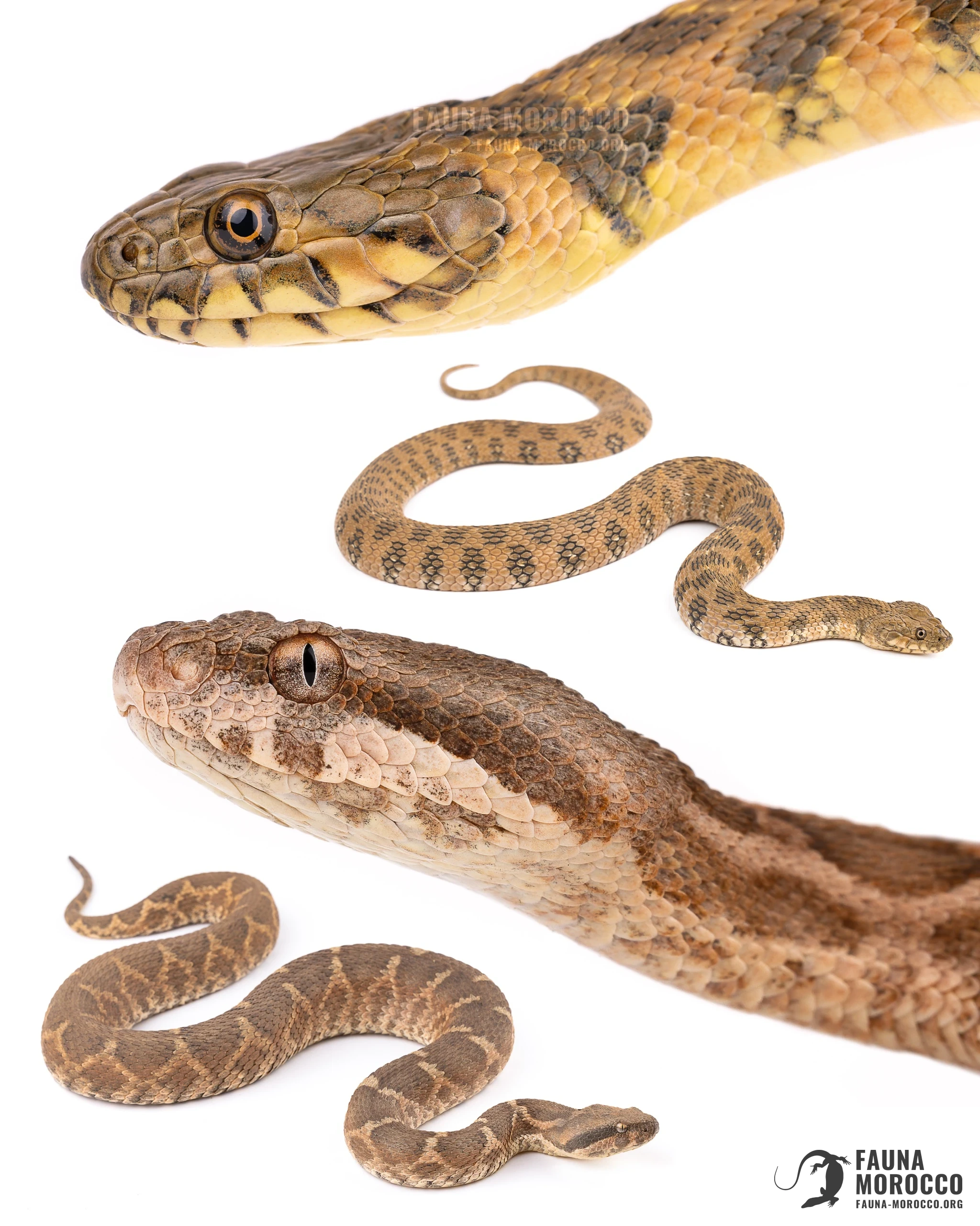 Couleuvre vipérine (Natrix maura) et Vipère de Maurétanie (Daboia mauritanica) comparées sur fond blanc, Maroc