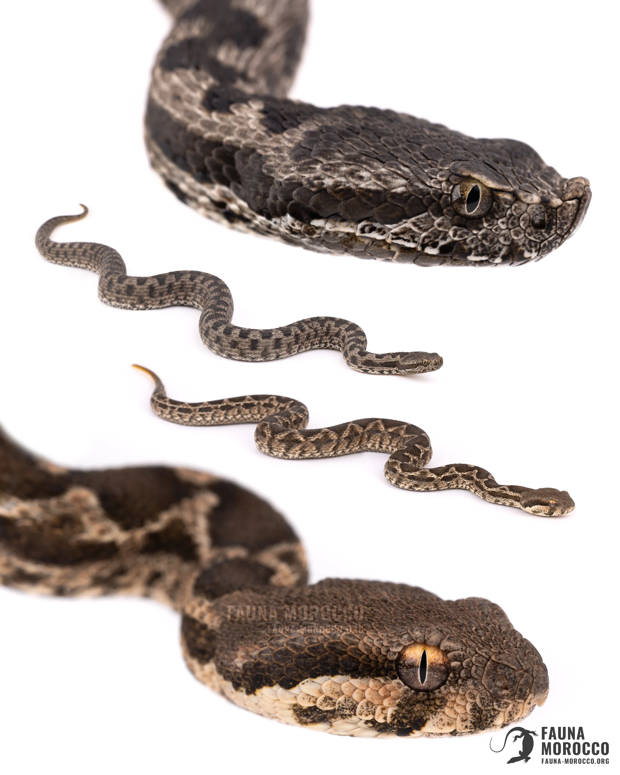 Vipère de l'Atlas (Vipera monticola) et jeune Vipère de Maurétanie (Daboia mauritanica) comparées sur fond blanc, Maroc