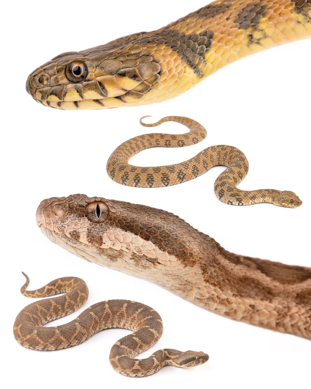 حنش الماء (Natrix maura) والأفعى الموريطانية (Daboia mauritanica) على خلفية بيضاء، المغرب