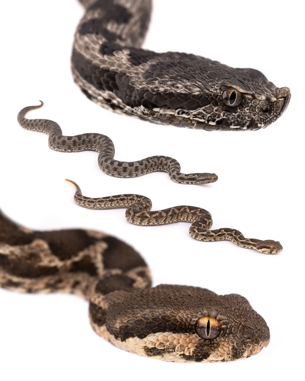 أفعى الأطلس (Vipera monticola) والأفعى الموريطانية يافعة (Daboia mauritanica) على خلفية بيضاء، المغرب