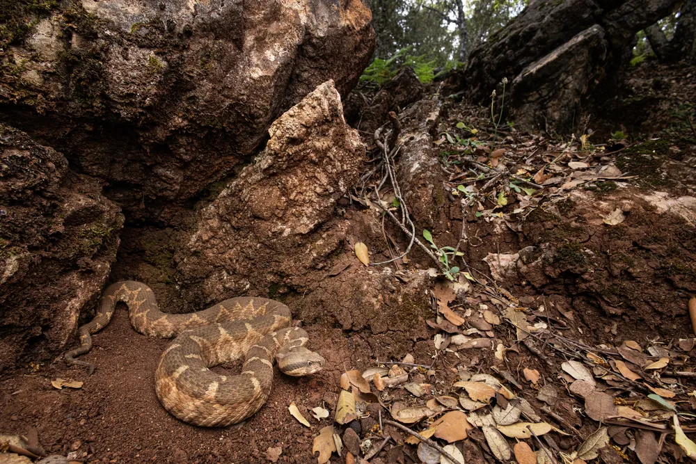 Vipère de Maurétanie (Daboia mauritanica) entre les rochers d'une forêt de chênes, Parc national de Tazekka, Maroc