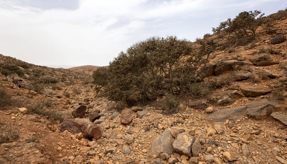 Habitat rocheux parsemé d'arbres et d'euphorbes entre Sidi Ifni et Guelmim, Maroc