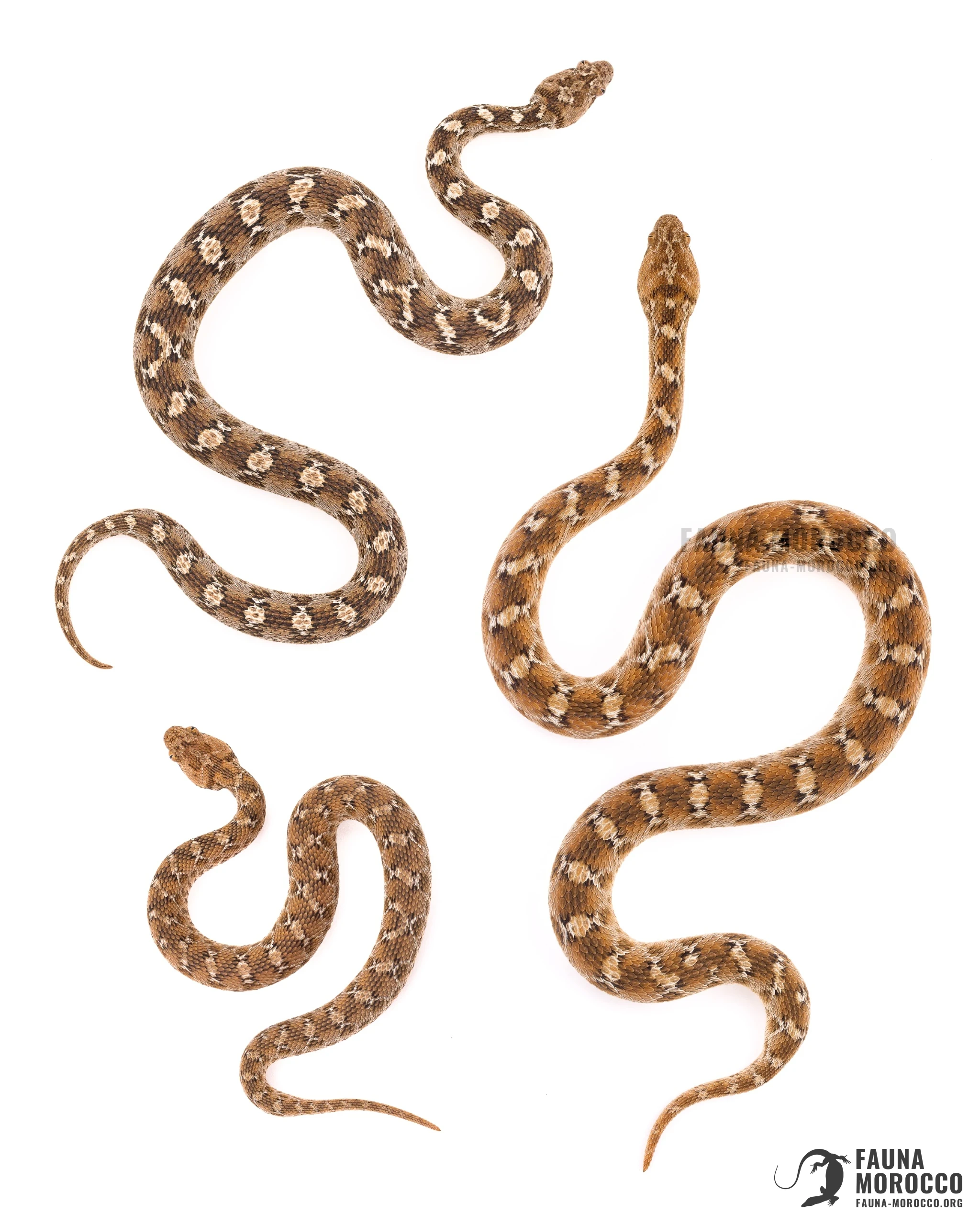 White-bellied Carpet Viper (Echis leucogaster) seen from above, Morocco.