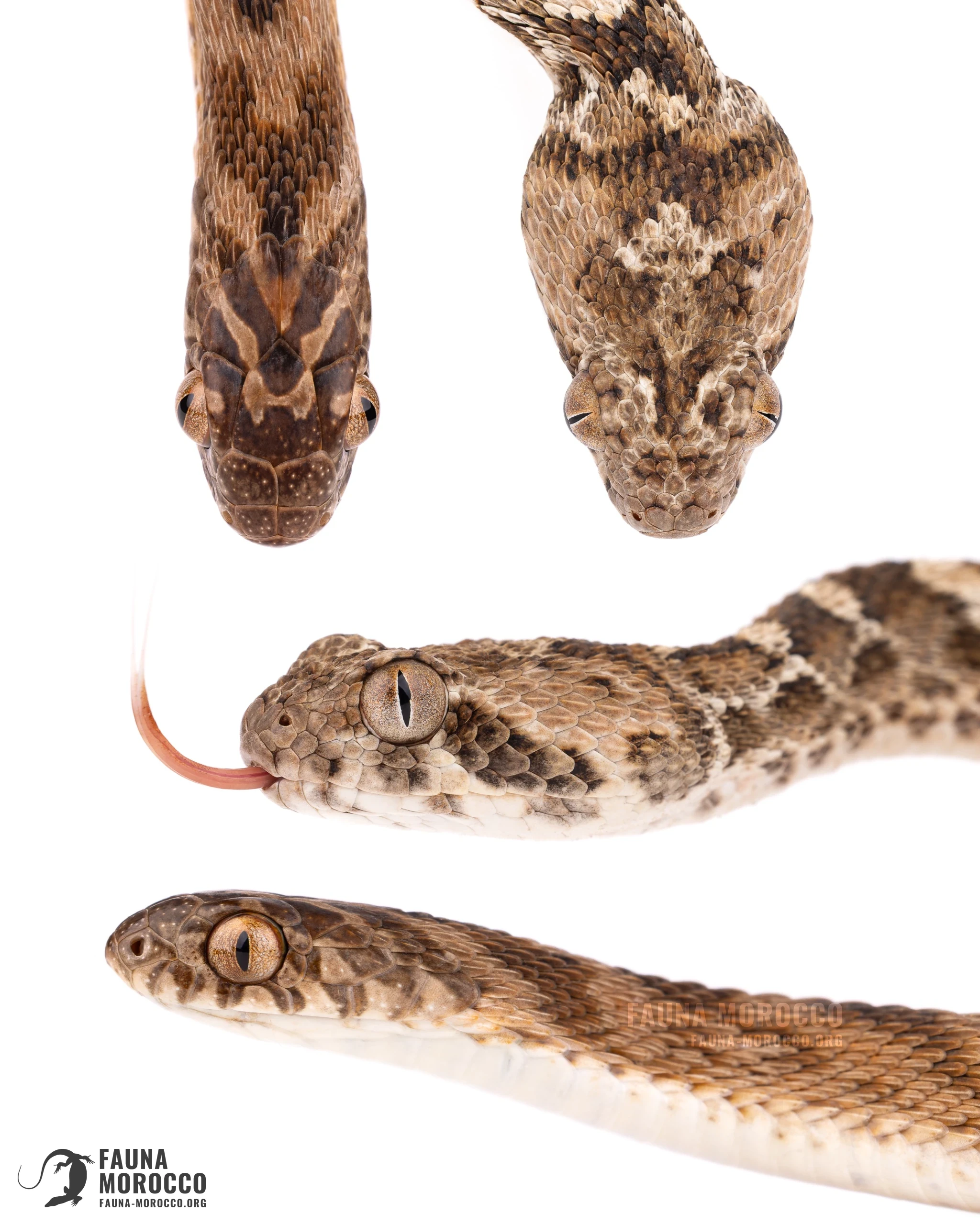 Sahel Egg Eater and White-bellied Carpet Viper side by side, Morocco.