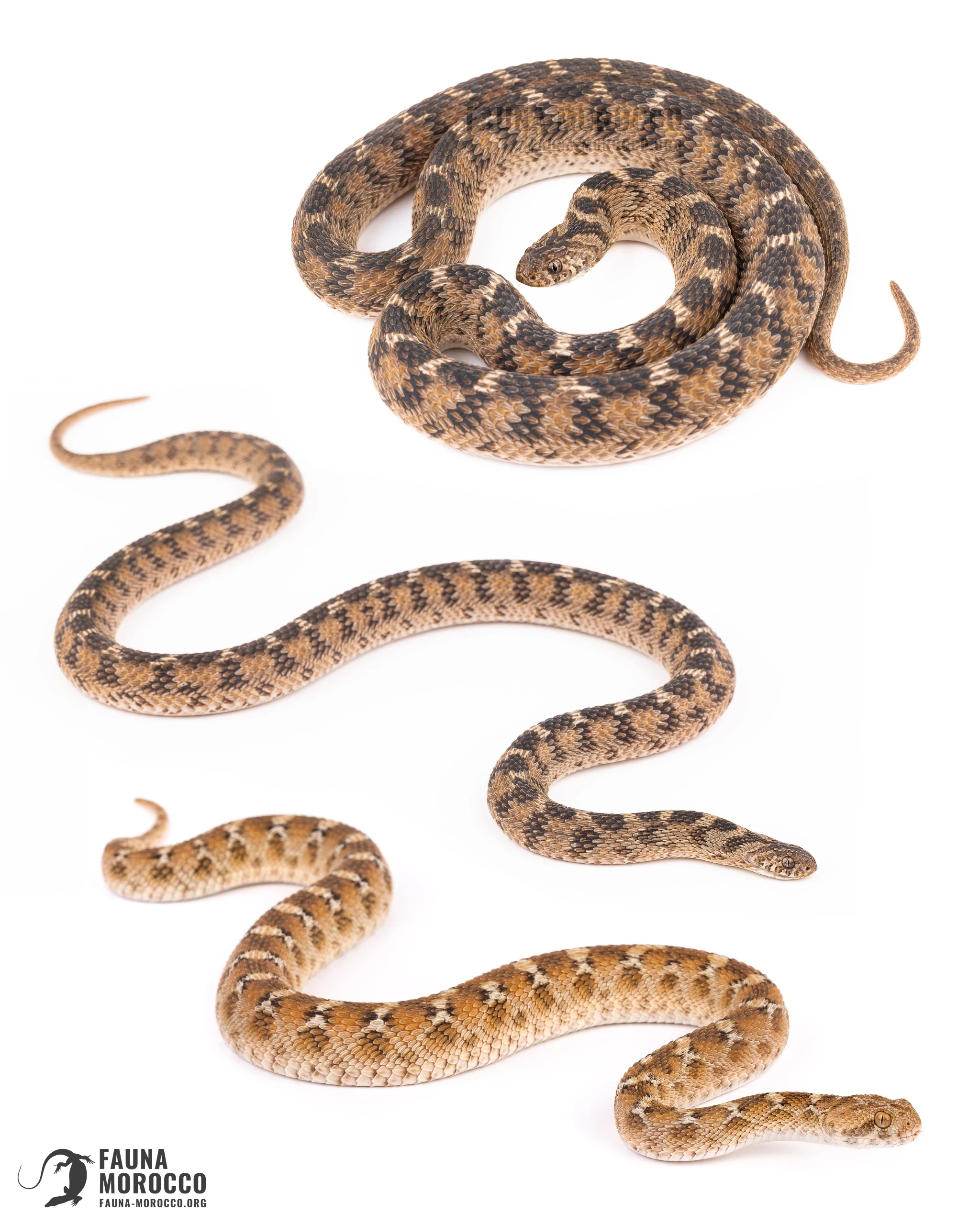 White-bellied Carpet Viper and Sahel Egg Eater in defensive posture, Morocco.