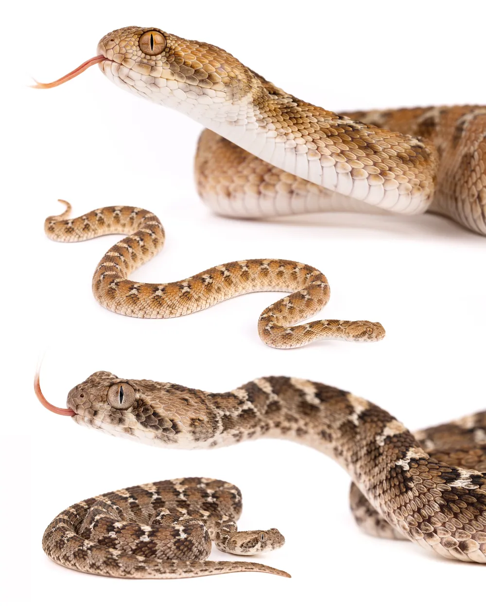 Deux Échides à ventre blanc (Echis leucogaster), Maroc.