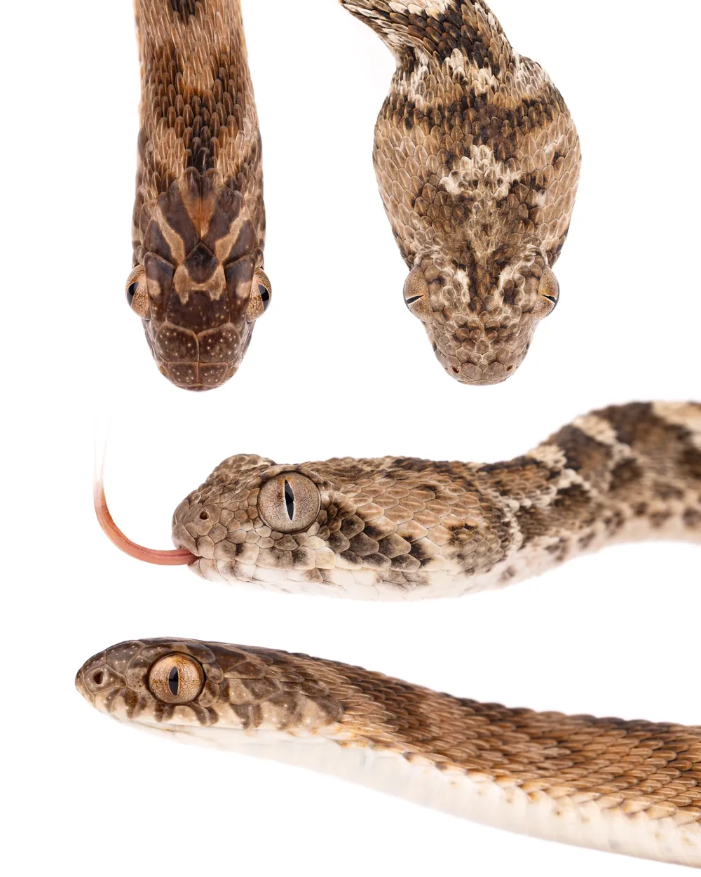 Couleuvre mangeuse d'œufs du Sahel et Échide à ventre blanc côte à côte, Maroc.