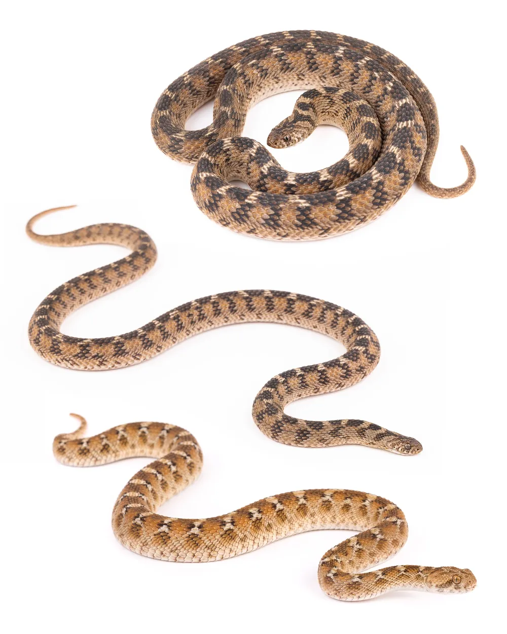 Échide à ventre blanc et Couleuvre mangeuse d'œufs du Sahel en posture défensive, Maroc.