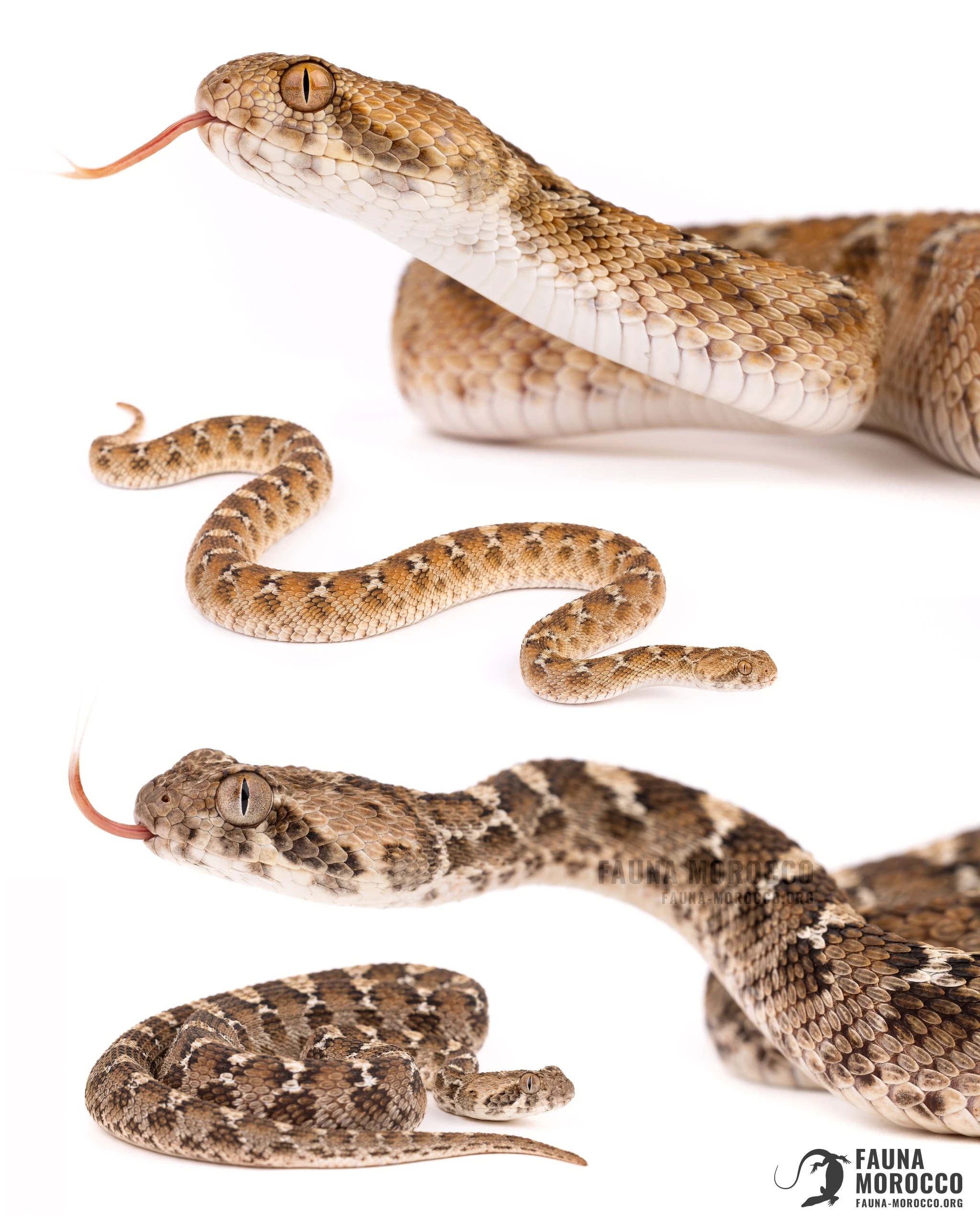 White-bellied Carpet Viper (Echis leucogaster), Morocco