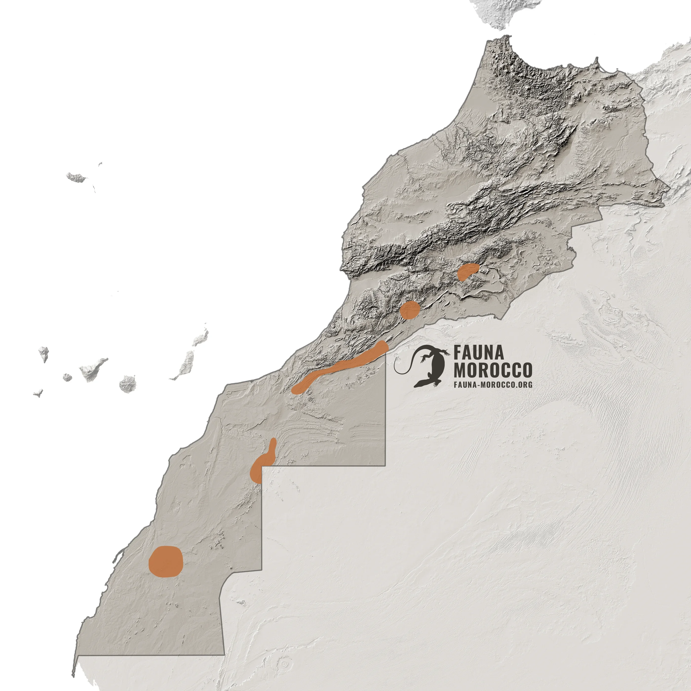 Distribution map of the White-bellied Carpet Viper (Echis leucogaster) in Morocco