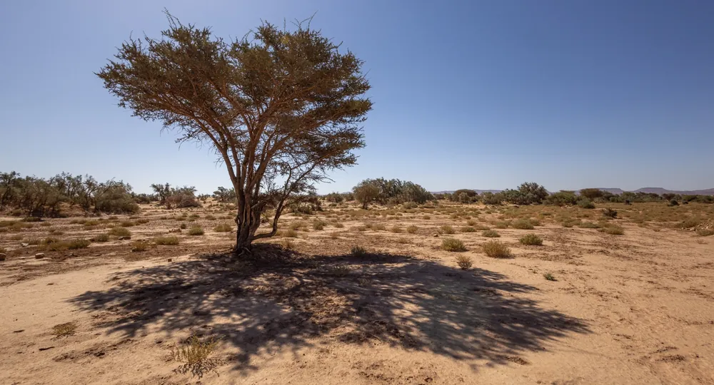 White-bellied Carpet Viper habitat near Assa, Drâa valley, Morocco.