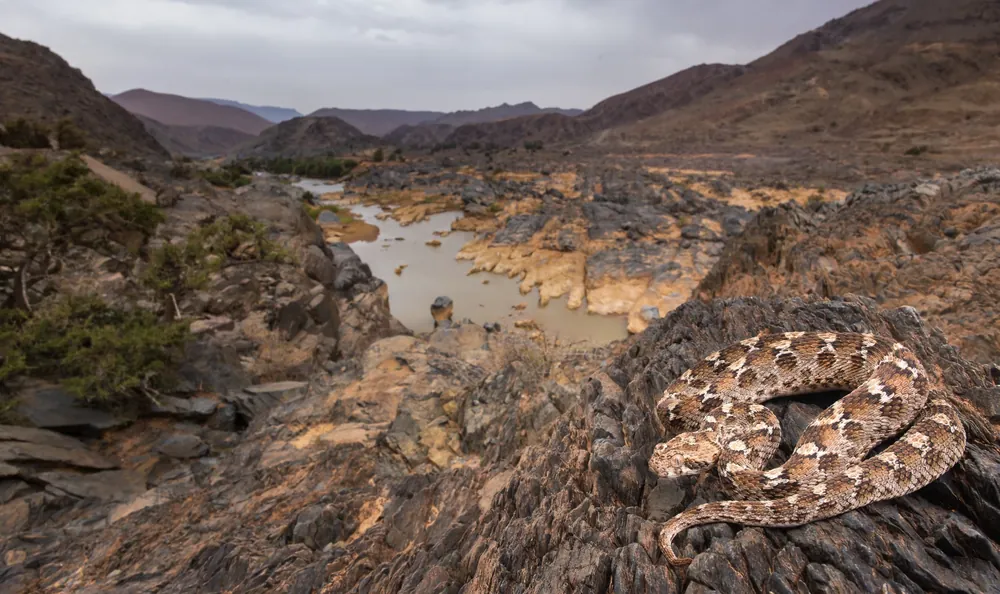 White-bellied Carpet Viper in rocky habitat, Drâa valley, Morocco.