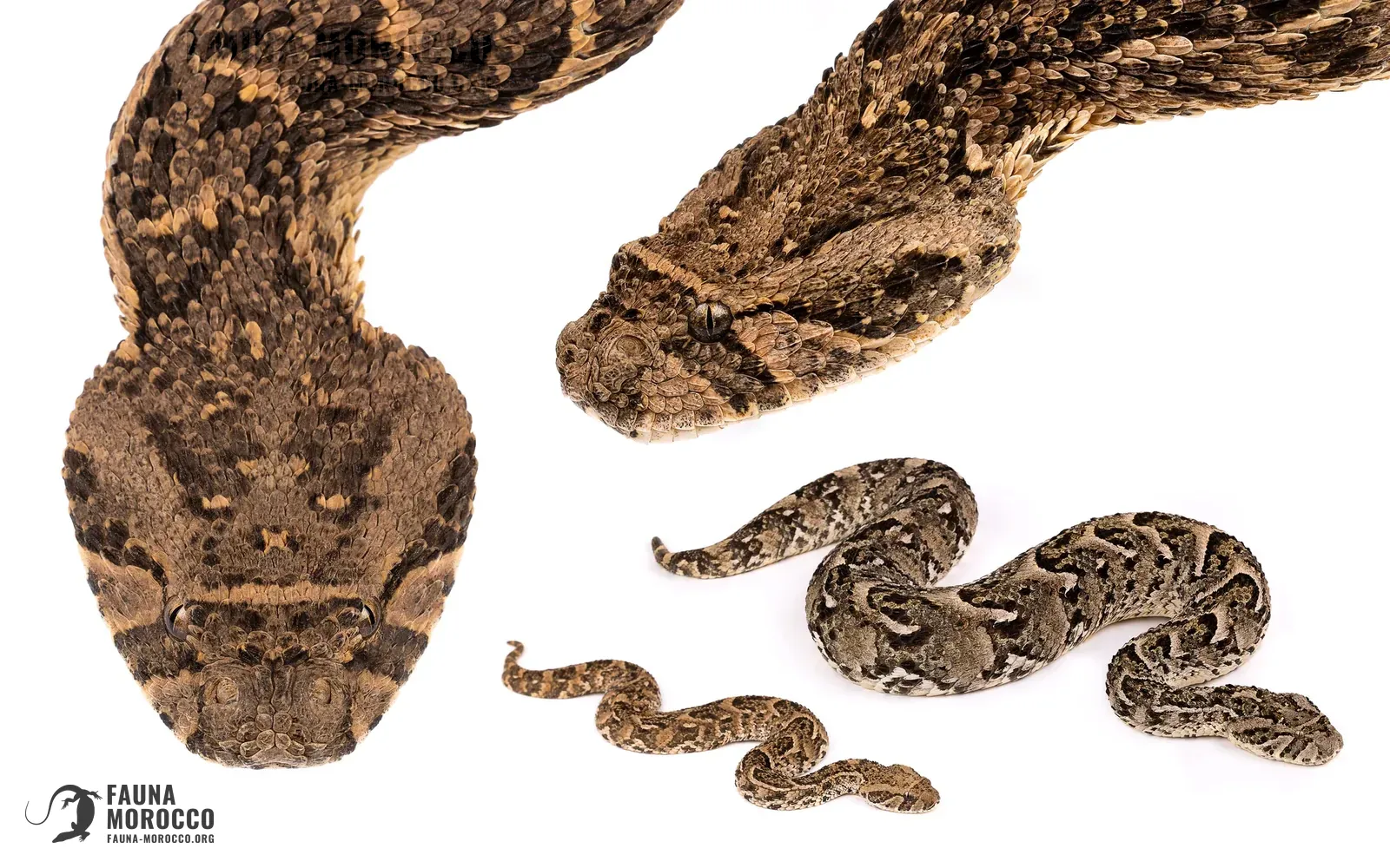 Bitis arietans, التعرّف، المغرب
