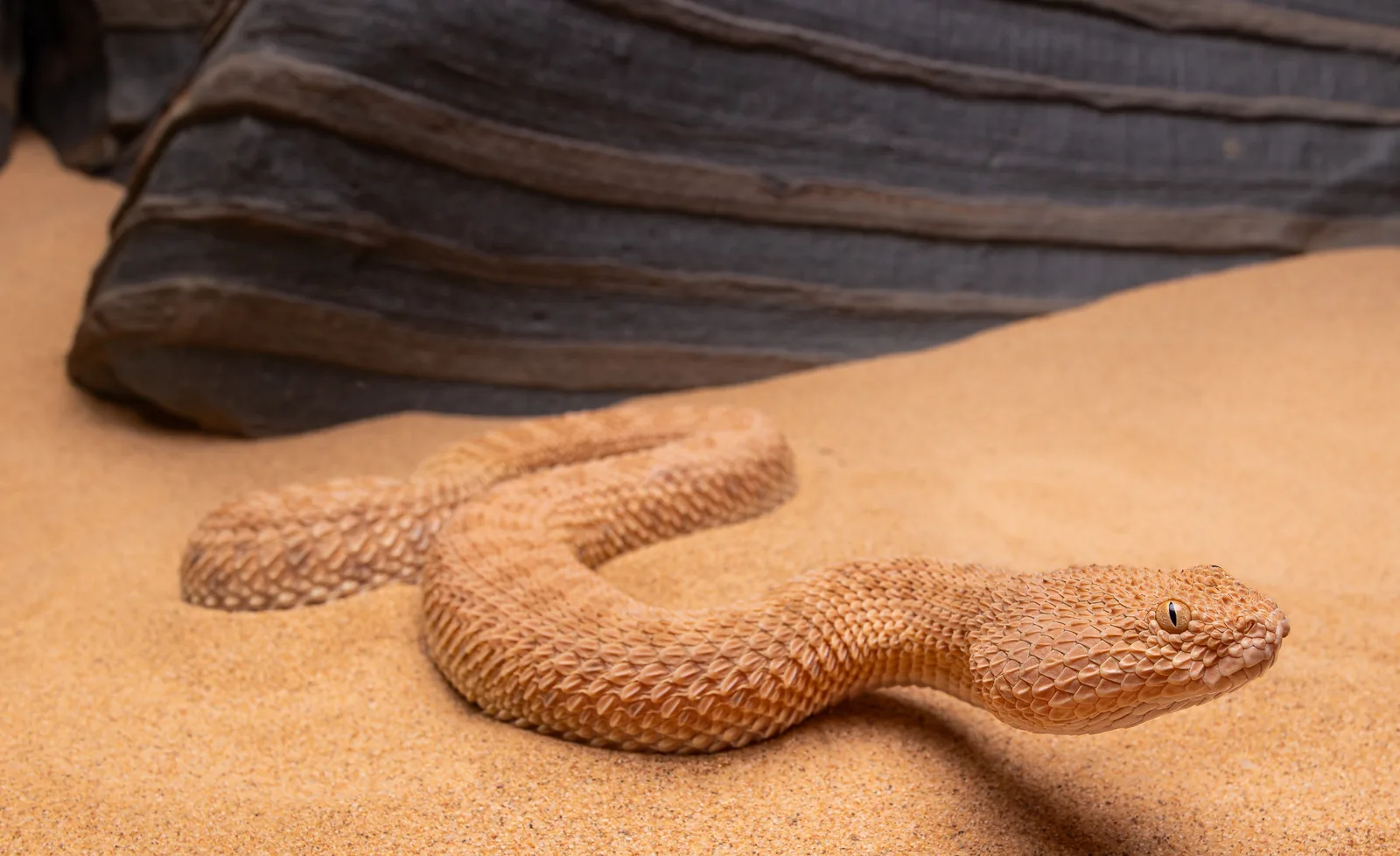 الأفعى القَرعَاء (Cerastes vipera) نصف مدفونة في رمل ناعم، المغرب