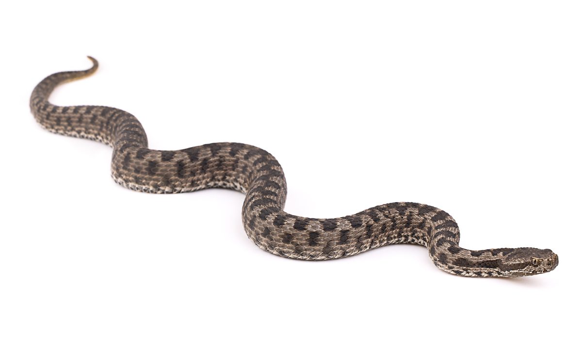 Vipera monticola Atlas Dwarf Viper Morocco - Alpine Snake