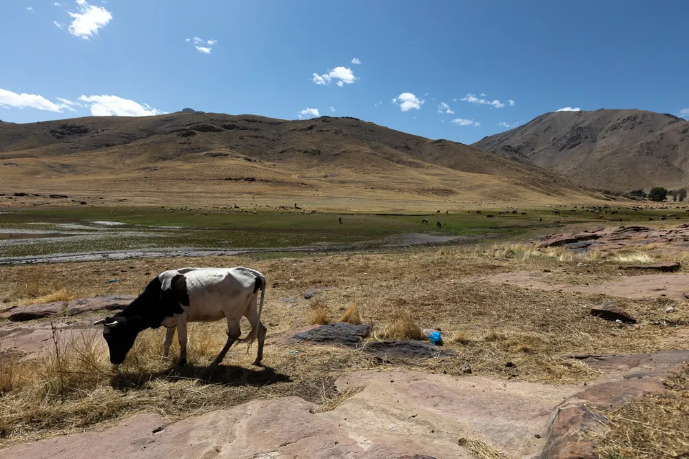 Cow grazing on a bare high-altitude plateau, overgrazing in the range of the North African Mountain Viper, Morocco