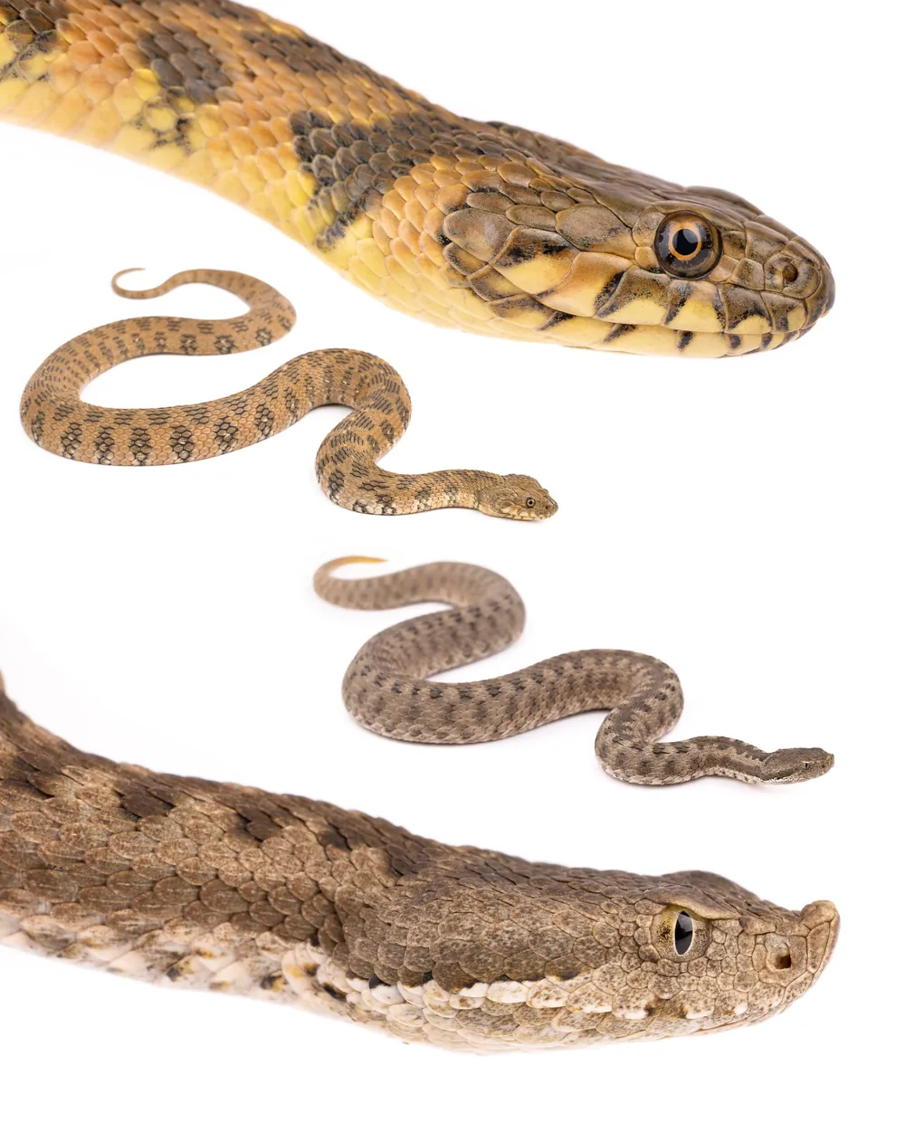 Couleuvre vipérine (Natrix maura) et Vipère de l'Atlas (Vipera monticola) comparées sur fond blanc, museau et écaille rostrale, Maroc