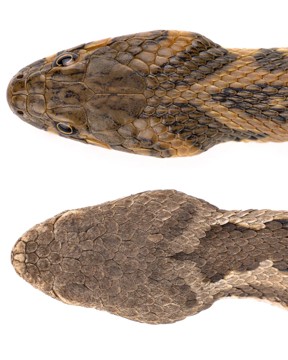 Têtes vues de dessus d'une Couleuvre vipérine (Natrix maura) et d'une Vipère de l'Atlas (Vipera monticola), écailles céphaliques comparées, Maroc