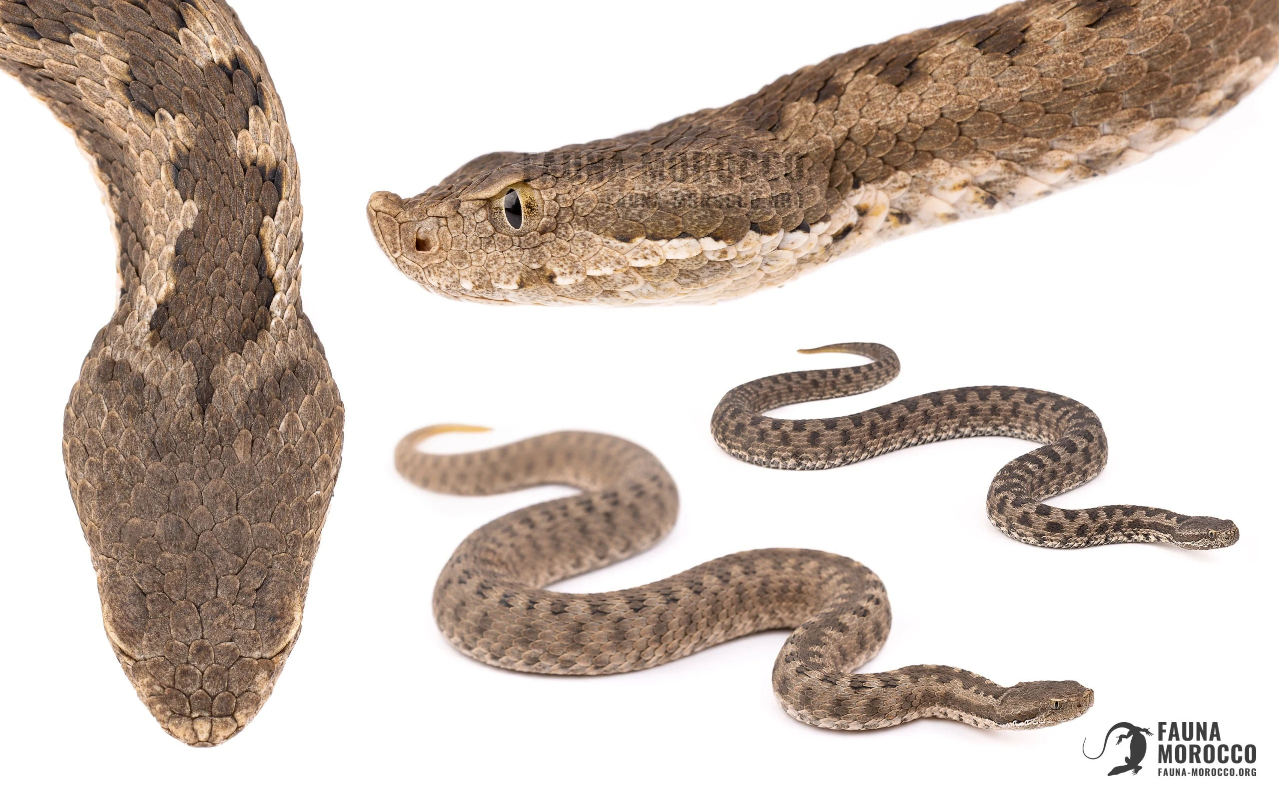 Male and female North African Mountain Viper (Vipera monticola monticola) on white, head from above, head in profile and whole body, Morocco