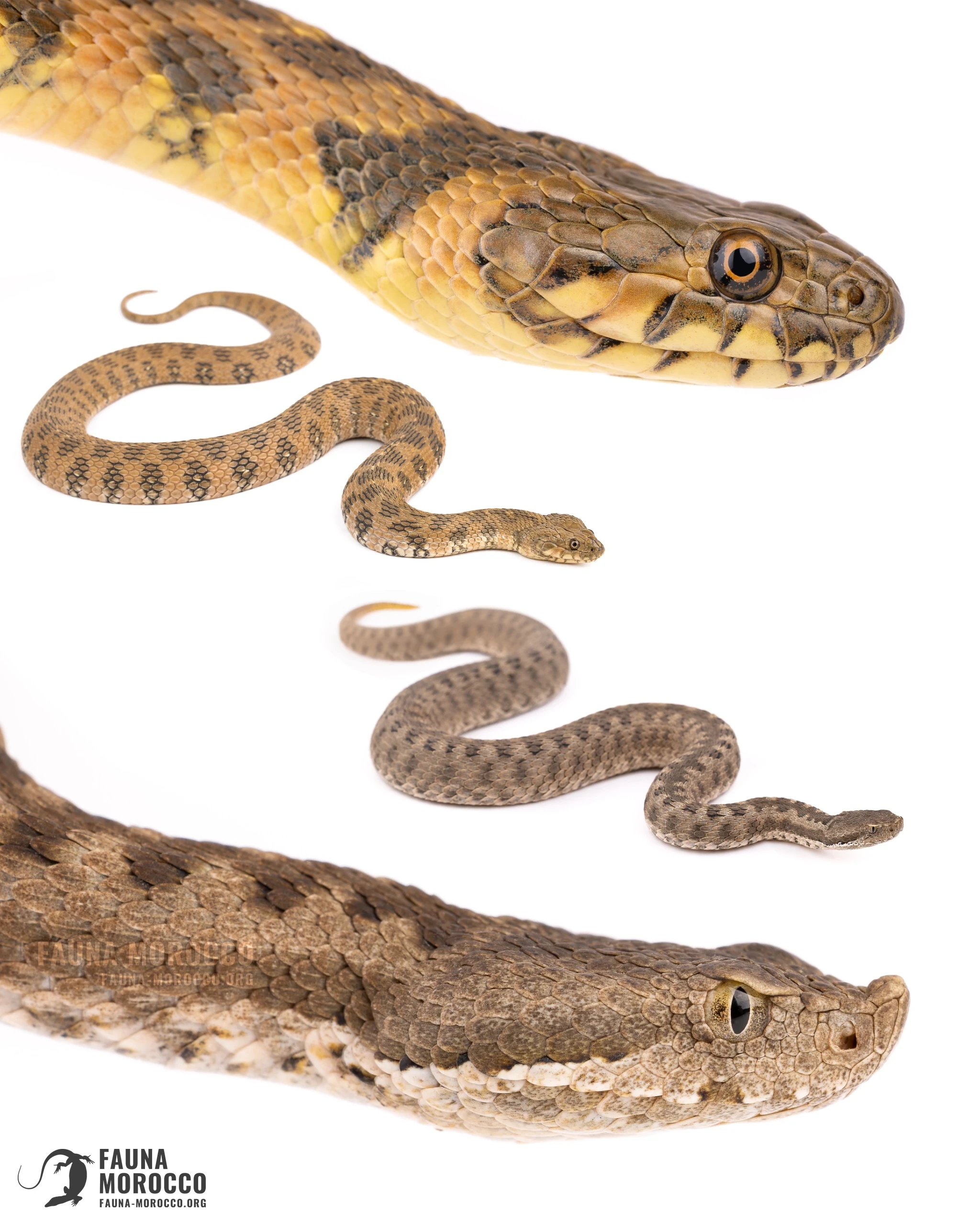 Viperine Water Snake (Natrix maura) and North African Mountain Viper (Vipera monticola) compared on white, snout and rostral scale, Morocco