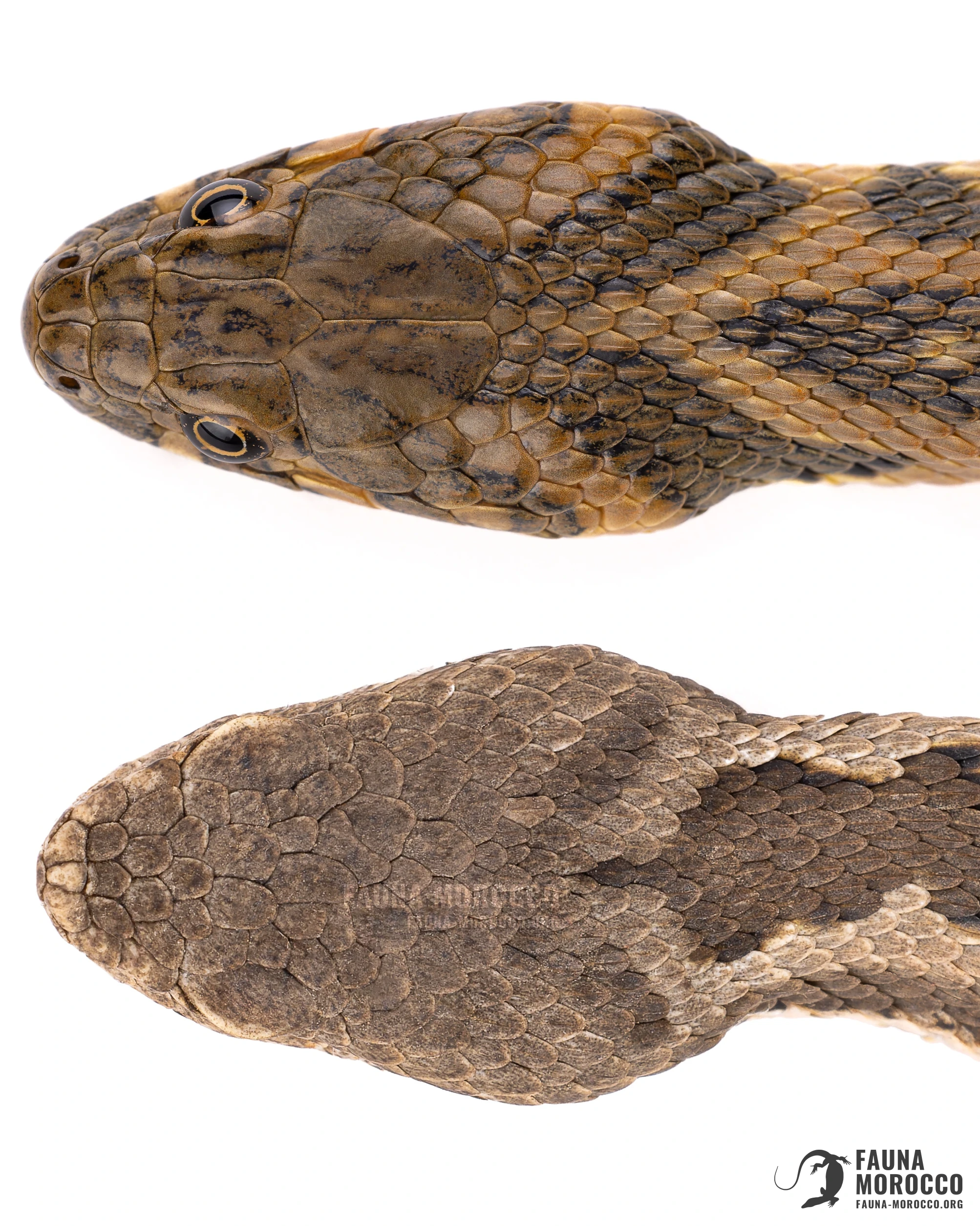 Heads from above of a Viperine Water Snake (Natrix maura) and a North African Mountain Viper (Vipera monticola), head scales compared, Morocco