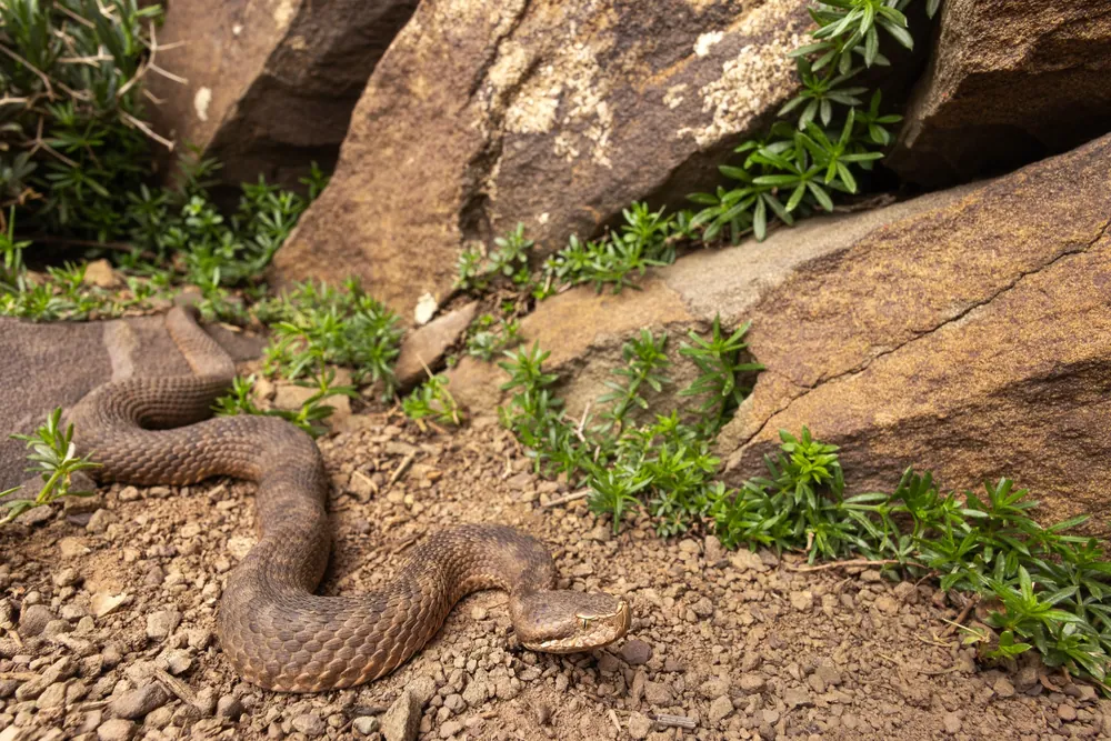 North African Mountain Viper (Vipera monticola saintgironsi) on stony ground among rocks and cushion plants, eastern High Atlas, Morocco