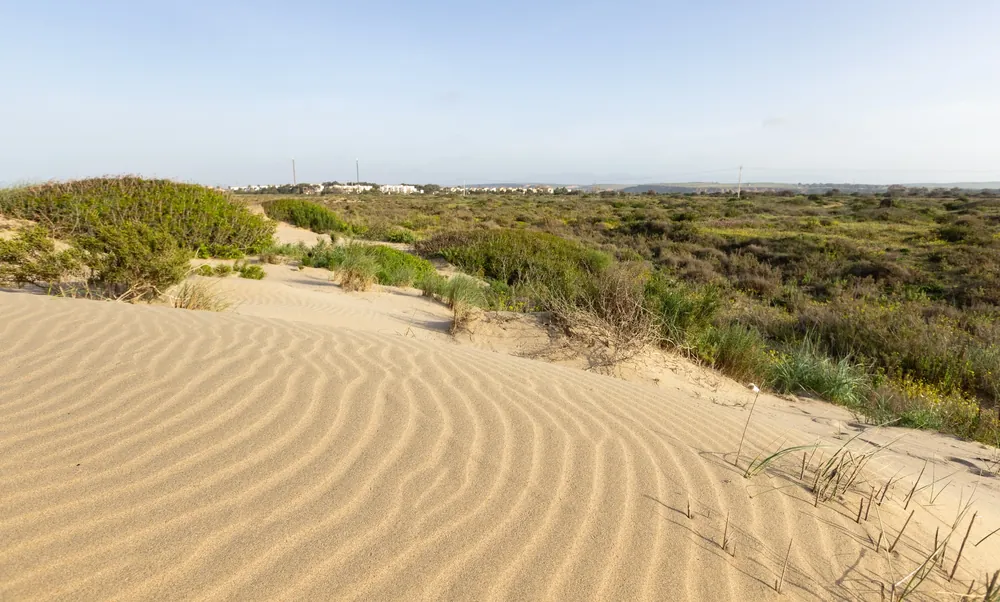 Coastal dunes near Saidia, a former locality of the North African Mountain Viper, Morocco