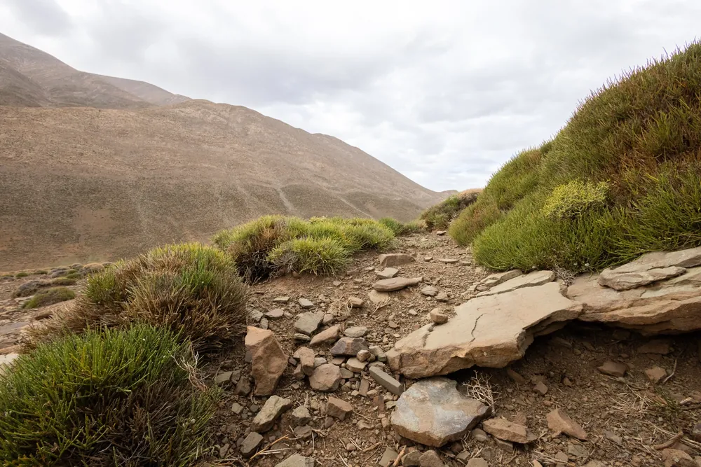 Rocky slope with cushion vegetation, habitat of the North African Mountain Viper in the eastern High Atlas, Morocco