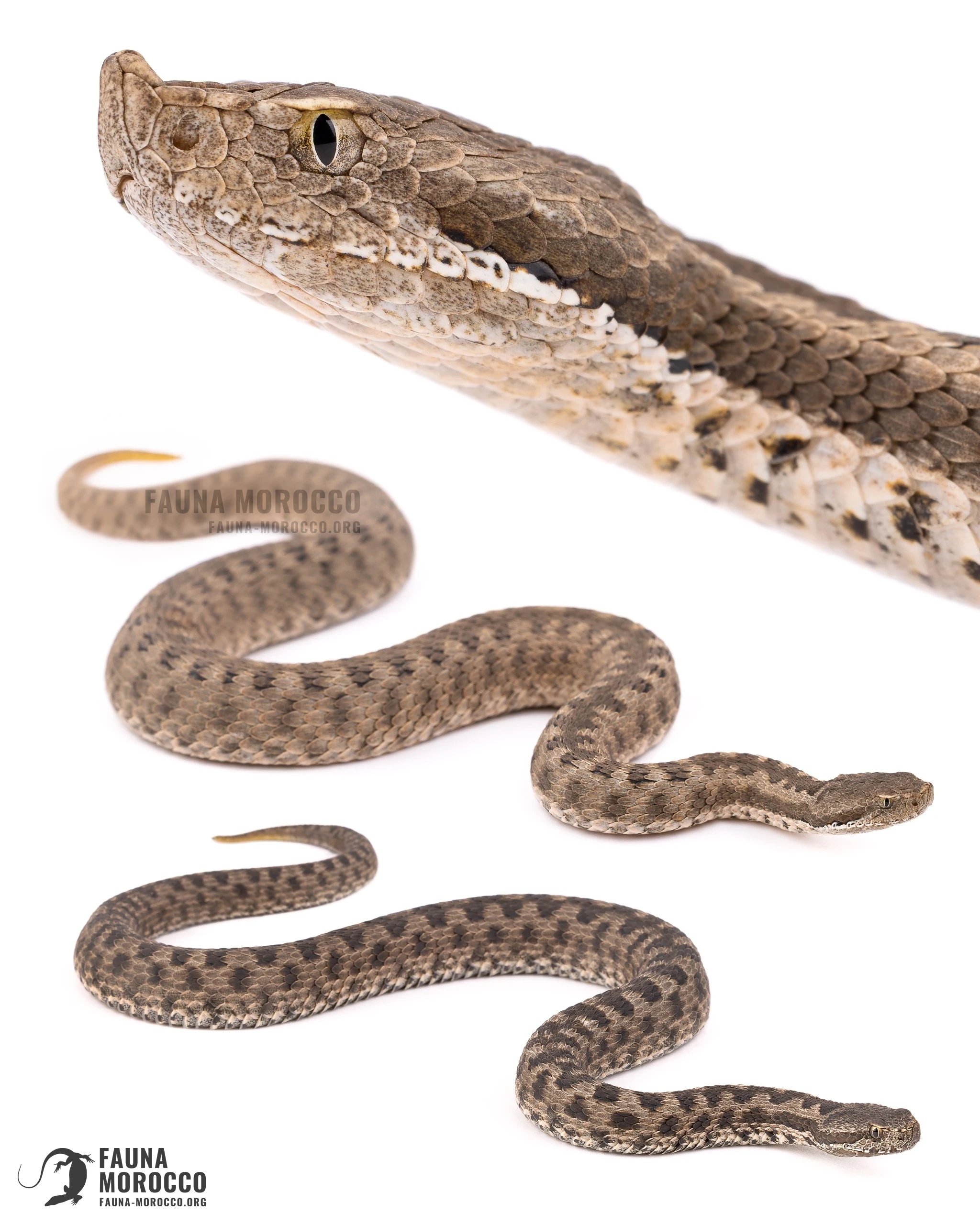 North African Mountain Viper (Vipera monticola) on white, head in profile and two whole individuals, Morocco