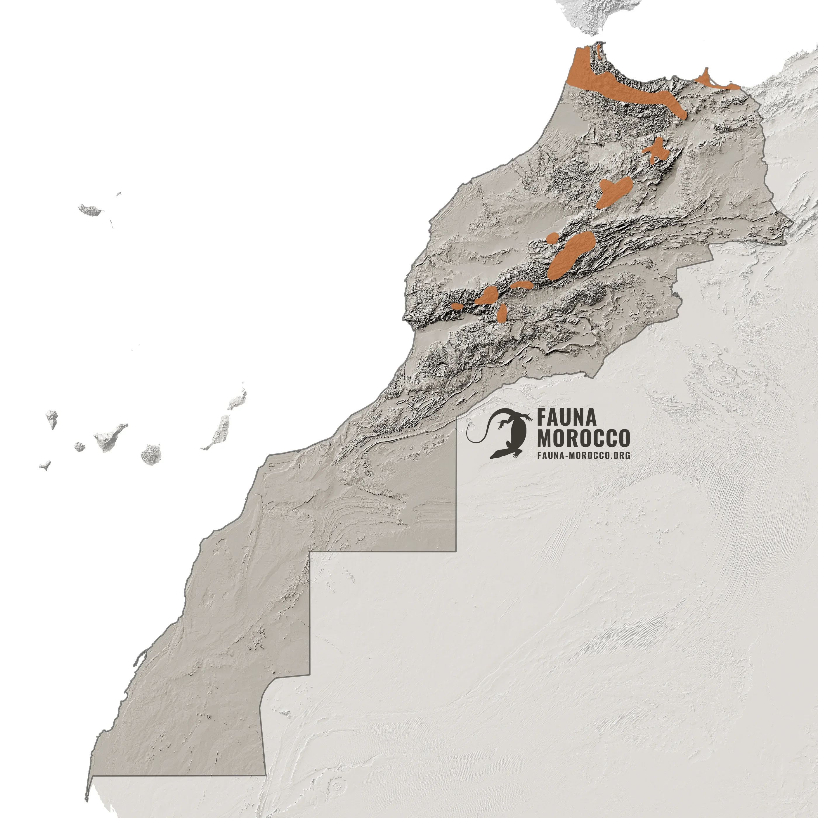 North African Mountain Viper (Vipera monticola) range map in Morocco
