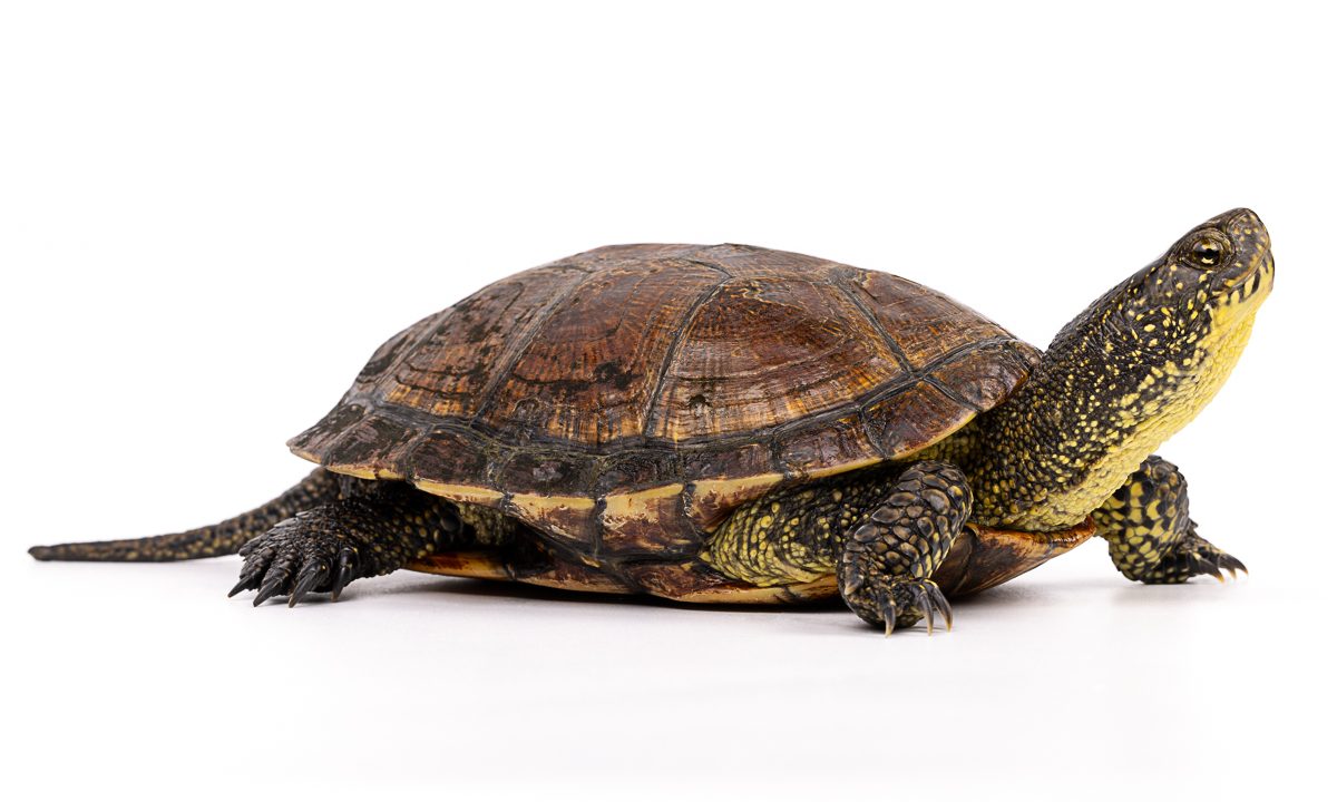 Emys orbicularis European Pond Turtle Morocco - Freshwater Turtle