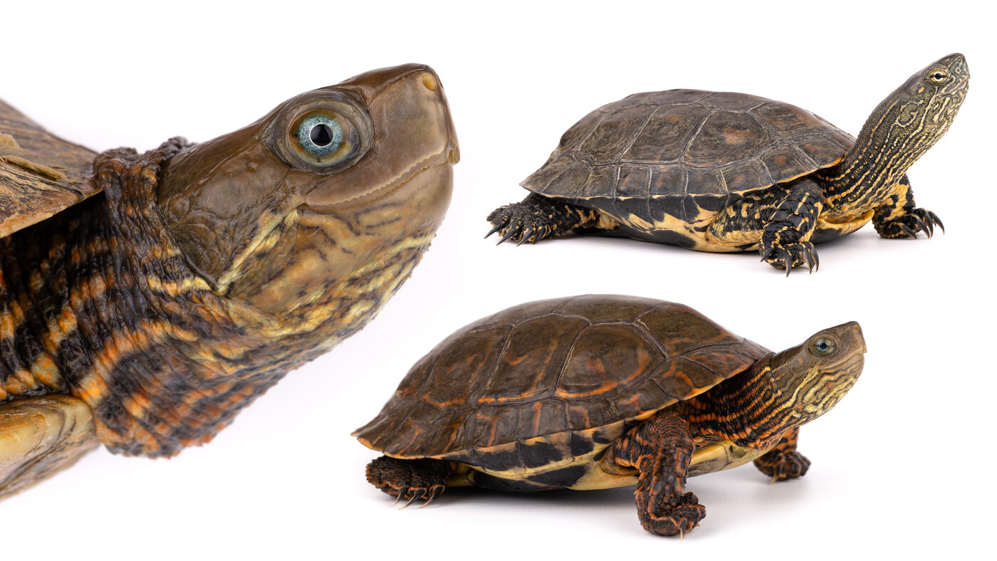 Mauremys leprosa, التعرّف، المغرب