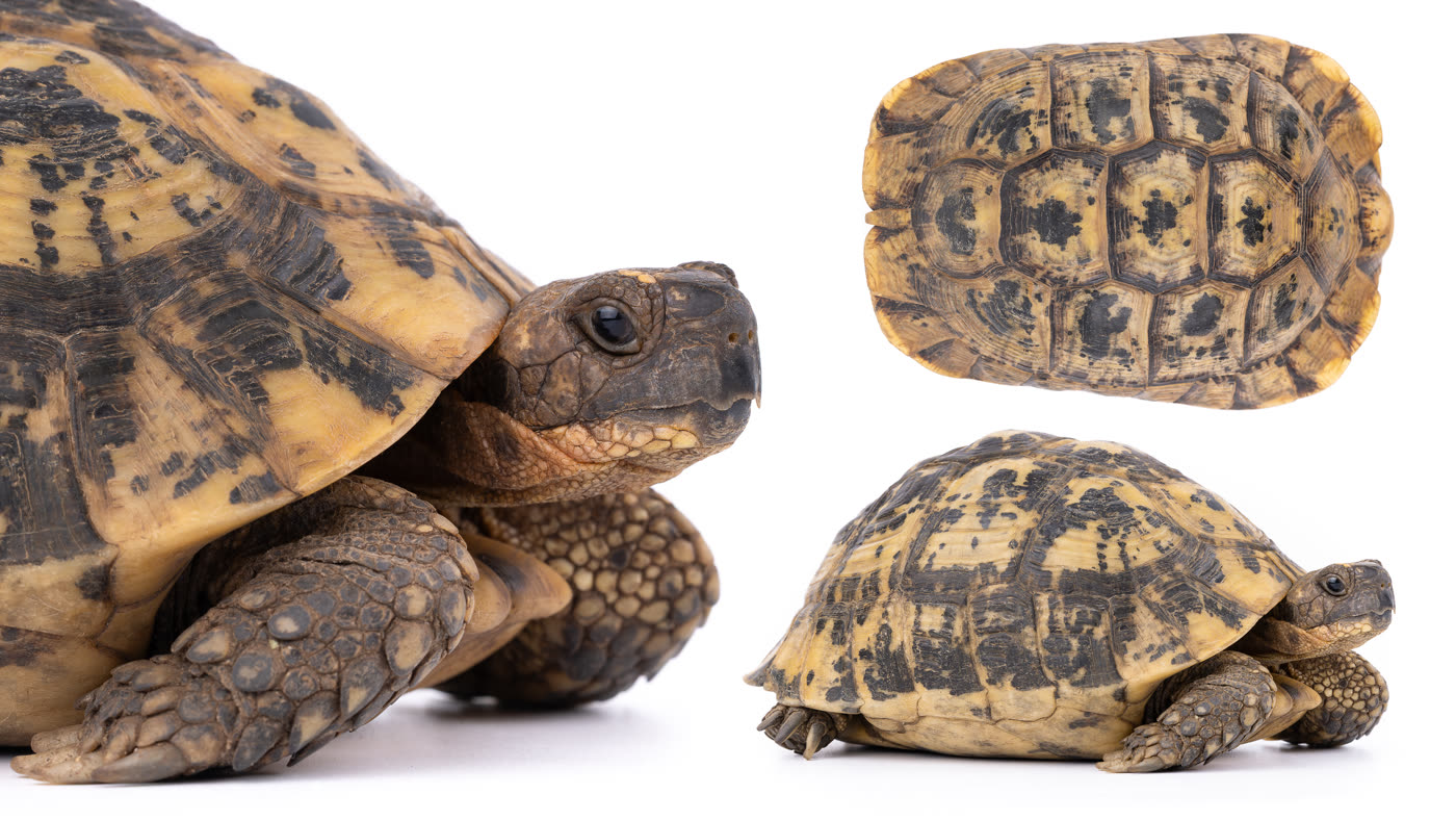 Testudo graeca, التعرّف، المغرب
