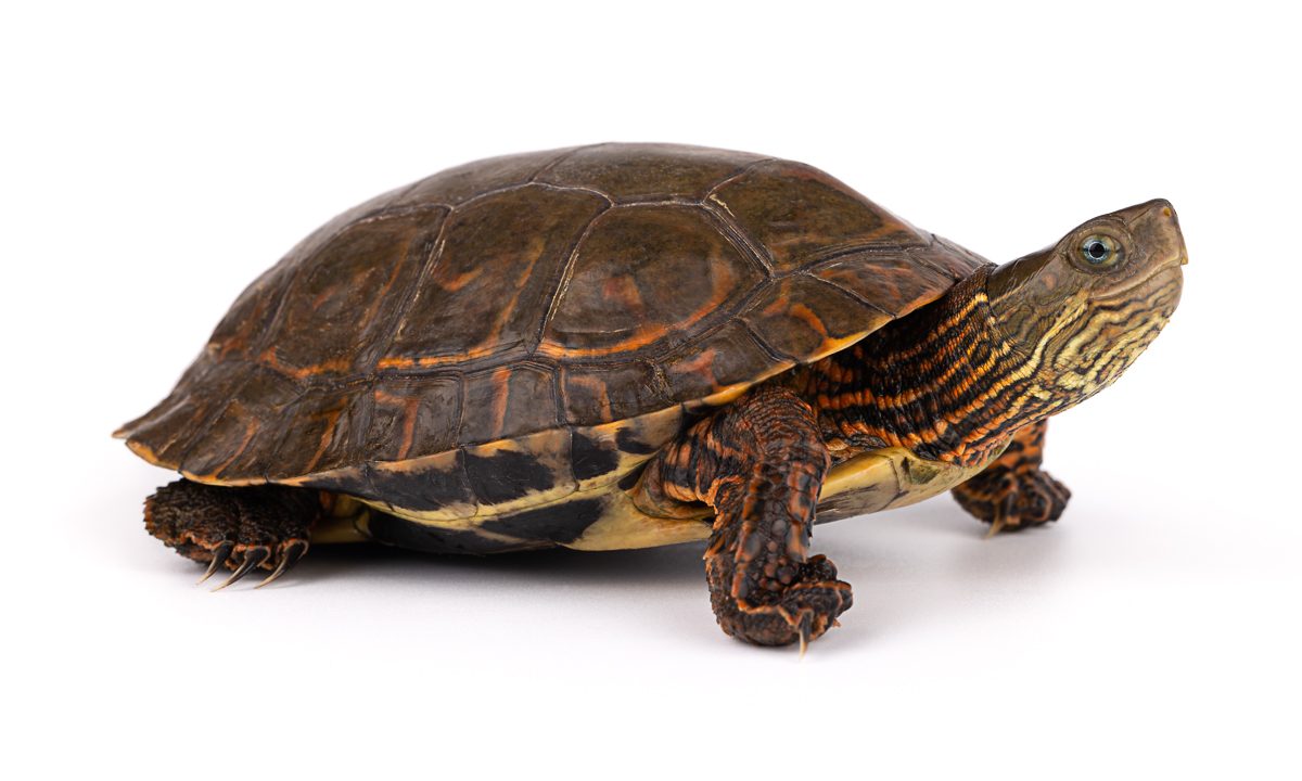 Mauremys leprosa Mediterranean Pond Turtle Morocco - Freshwater Terrapin
