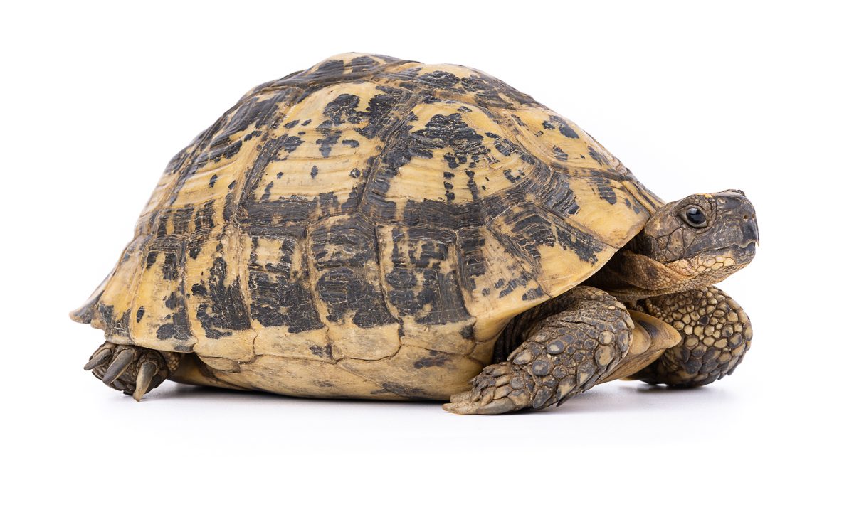 Testudo graeca Spur-thighed Tortoise Morocco - Terrestrial Tortoise