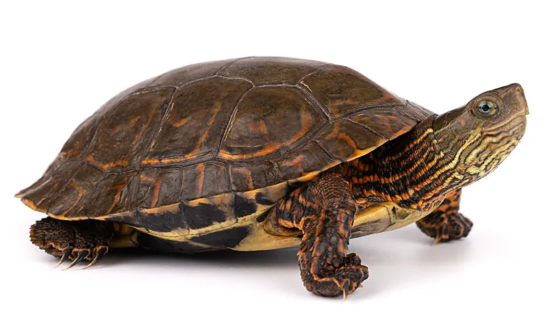 Mauremys leprosa