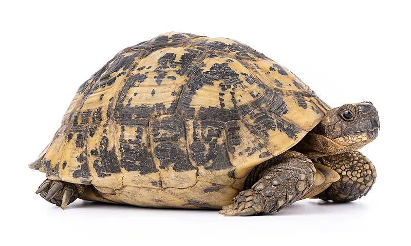 Testudo graeca