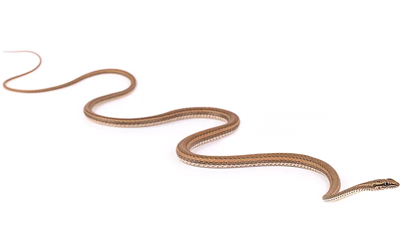 Psammophis schokari