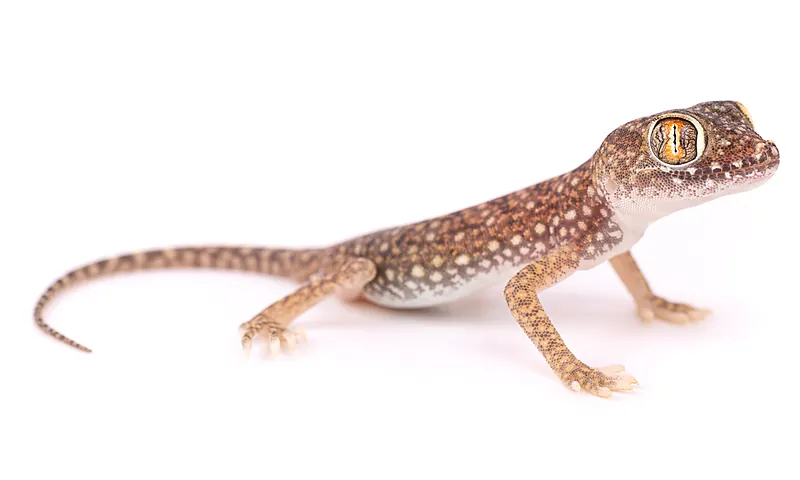 Stenodactylus mauritanicus
