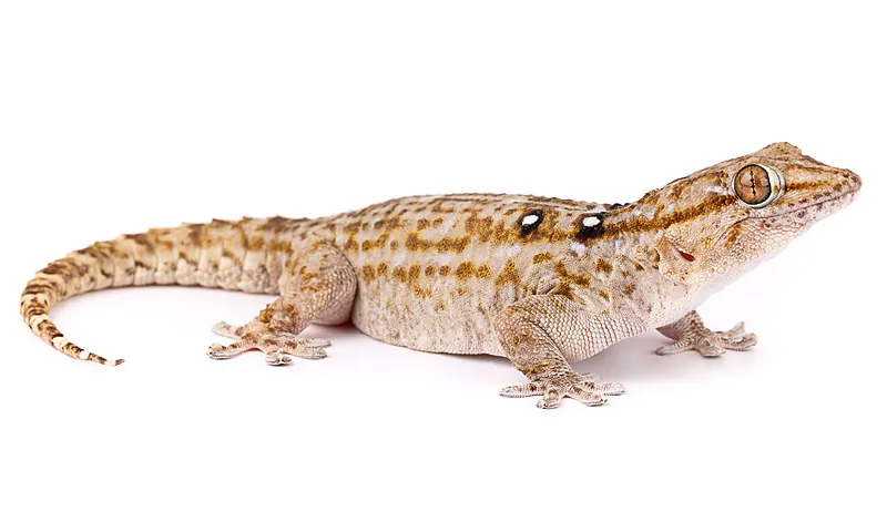 Tarentola annularis