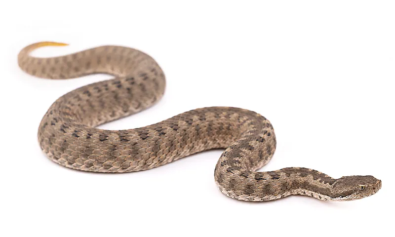 Vipera monticola