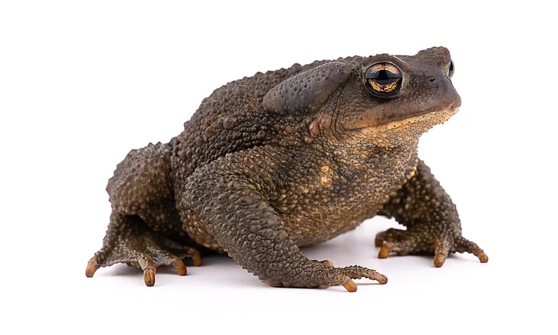 Bufo spinosus