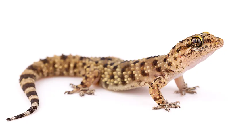 Hemidactylus turcicus
