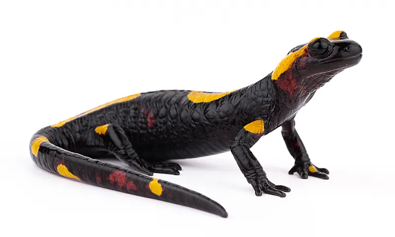 Salamandra algira atlantica