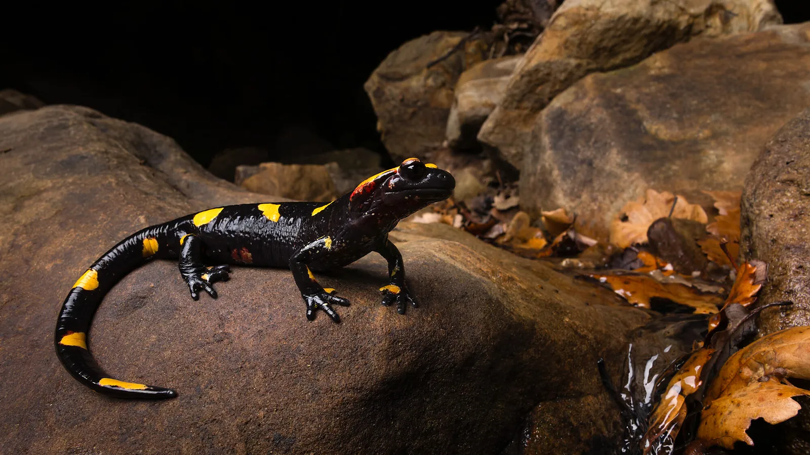 Salamandra algira tingitana بجانب مجرى مائي في جبال الريف، المغرب