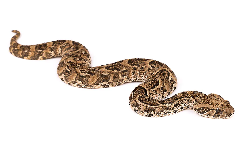 Bitis arietans