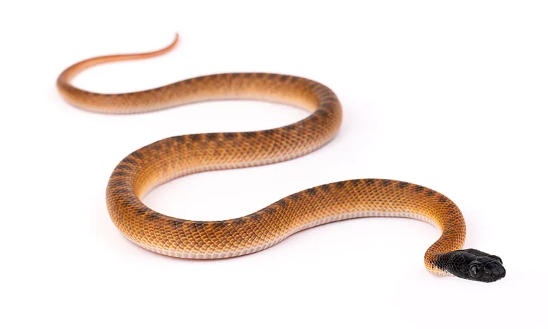 Telescopus tripolitanus