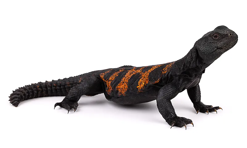 Uromastyx dispar
