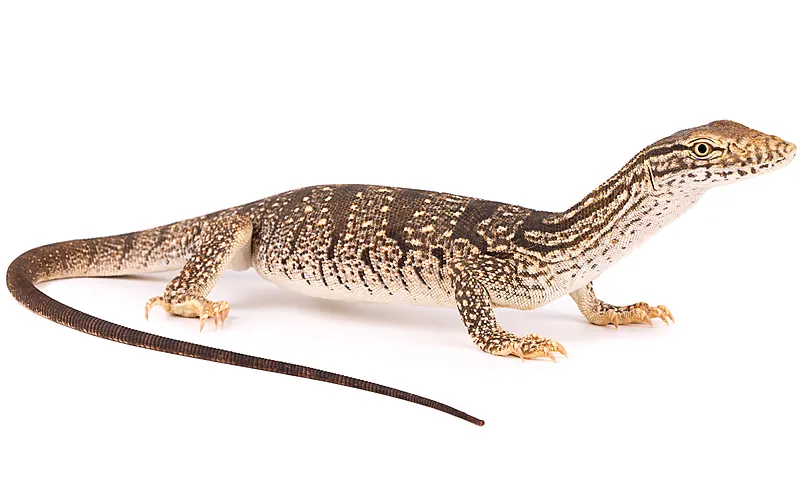 Varanus griseus