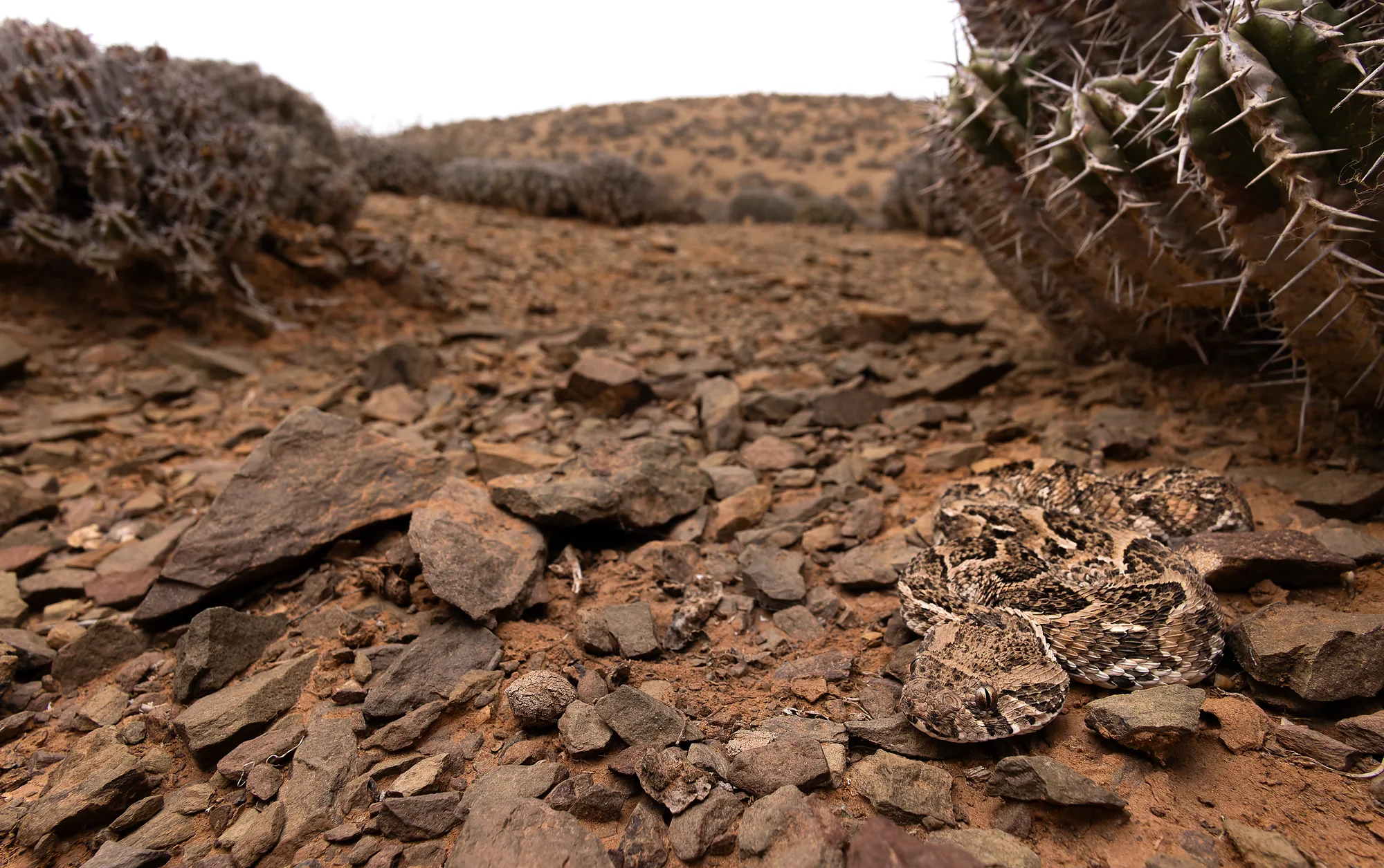 أفعى النفخ اليافعة (Bitis arietans) في موطنها الصخري بين نباتات الفربيون قرب كلميم، المغرب